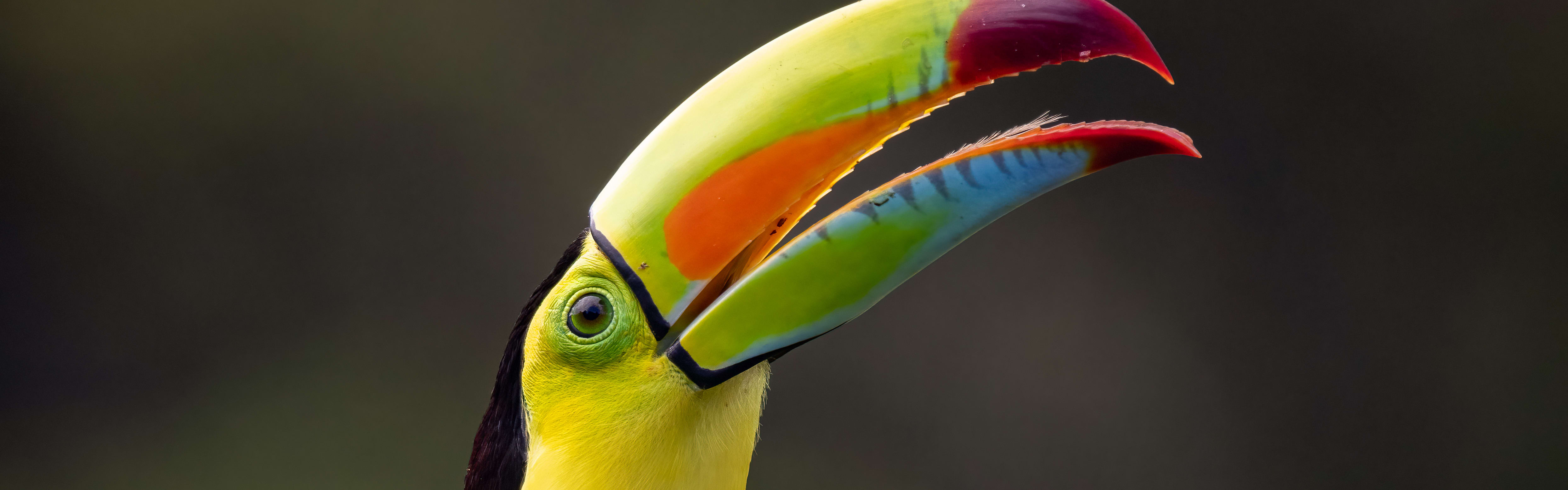 Costa Rica All-Inclusive Vacations - Central America 